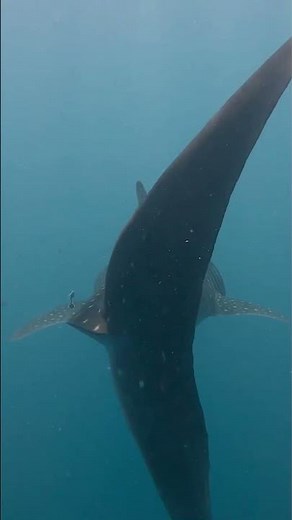 Incredible moments captured by the BBC Earth community over the last year! 💚