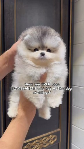 2.9K views · 6.4K reactions | *ONE IN A MILLION ❄️ – HUSKY COLORED...