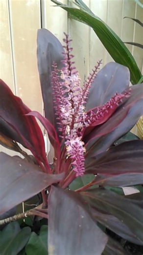Purple Hawaiian Ti Plant with Purple Leaves and Flowers #cycadshawaiiati #purple