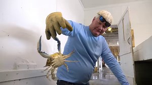 10K views · 166 reactions | Shucks! So that’s where oysters come from  Watch to learn about the Bluffton Oyster Company's history with Matador Network. #LowcountryLife | Visit Hilton Head | Facebook