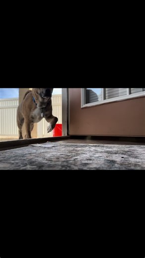 Come wet mop where my doggies dirty paws walk in! 🐾#cleantok #clean #fypシ #sudsy #wetmop