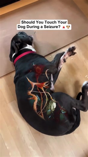 Your dog’s acting out isn’t rebellion—it’s fear on a constant loop. 🔎Puainta on AMZ #puainta #dog #dogcare #doghealth #tiktokshopjumpstartsale