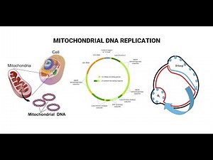 Mitochondrial DNA And D Loop Replication