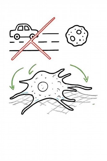Actin Explained Simply How Cells Move During Healing #actinexplained #cellmovement #biologyexplained
