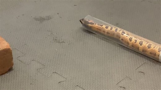 425K views · 2.3K reactions | Two species of Asian pit vipers during venom extractions today. First : 100 pacer pit viper ( Deinagkistrodon acutus) white venom sample. Second: Princess habu ( Ovophis okinavensis) yellow venom sample | Kentucky Reptile Zoo | Facebook