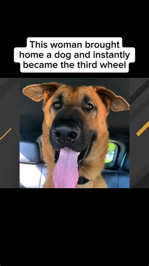 Explore the Fascinating World of Animals