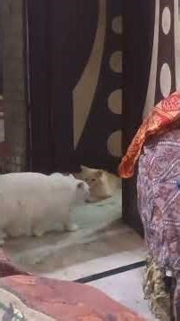 Kittu ko momo ni pasand🙄 #cats #cutecats