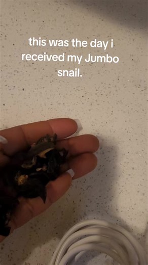 This is to all the snail vendors that sales snail Pls is this jumbo snail am I doing something wrong here??? #goviraltiktok #nigeriantiktok🇳🇬 #naijatiktok #naijafoodie#snailsoftiktok