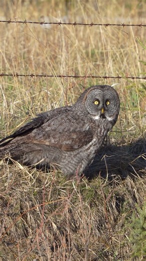 Great Grey Owl still looking for the vole it heard in the grass. This owl sat on the ground looking and listening for over 3 min before returning to a fence post to continue hunting. #greatgreyowl #sonyalpha #kenandersonphotography | Ken Anderson Photography