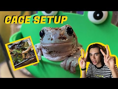 Upgrading my Whites Tree Frog Setup (dumpy tree frog enclosure)