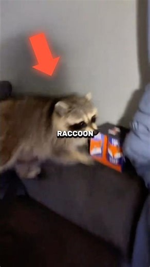 Pet Raccoon Attacks Owner 😂