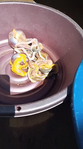 Anding Makrin on Reels