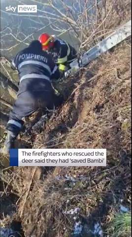 Baby deer rescued from frozen lake