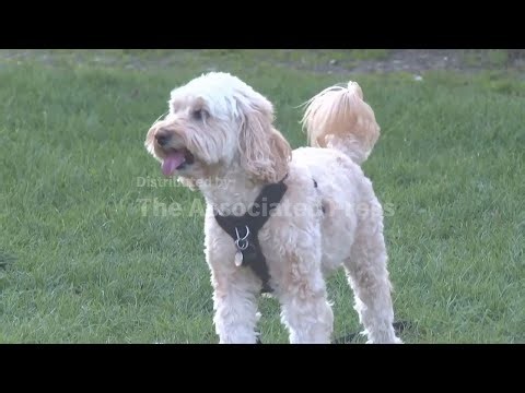 Are poodle mixed breed dogs really too hard to handle?