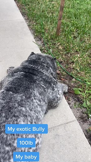Impressive 100lb Exotic Bully English Bulldog Showcase