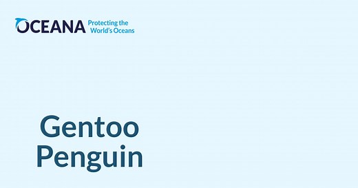 Gentoo Penguin | Oceana