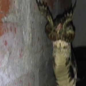 219K views · 1K reactions | The most dangerous work among the dangerous jobs. Snake Farm | Snake Farm | Facebook