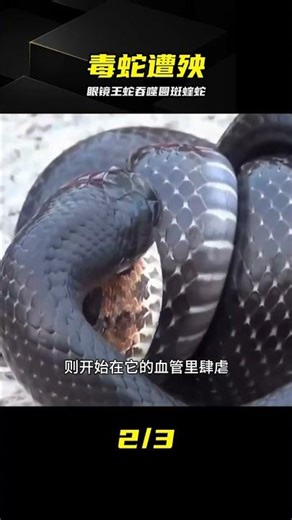 The king cobra, with a spicy snack still dangling from its mouth, suddenly became the prey of the...