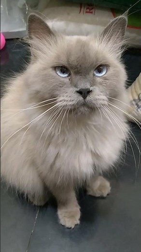 Beautiful Himalayan Cat