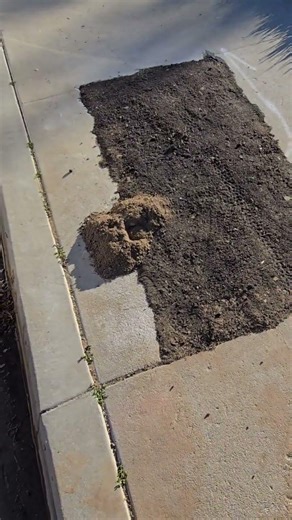 Gopher digging into sidewalk
