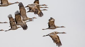 And They’re Off! Sandhill Crane Migration Thrills Chicagoans as Huge, Noisy Flocks Pass Overhead