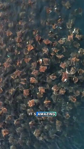 VORTEXING MOBULA RAYS