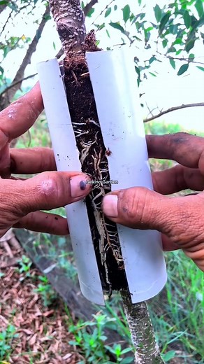 results of air layering using PVC pipes🪴 #multiplyplants #bonsaitree #cars #craft #fblifestyle #diy | Dekino Garden