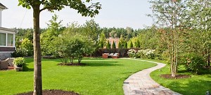 12 Fast-Growing Trees | DoItYourself.com