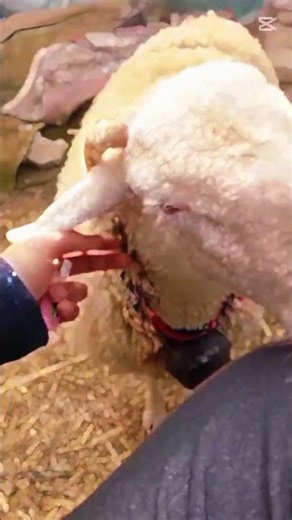 2 sheep 1 ram starting sheep Farming #sheep #farmvlog #sheepfarming