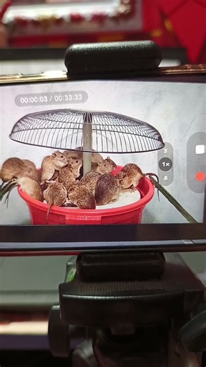 The Ultimate DIY Bucket Mouse Trap (Step-by-Step Build)