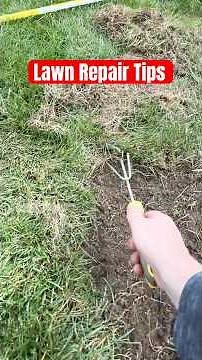 Bentgrass Removal & Reseed | Fall Lawn Care Tips