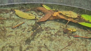 162K views · 8.5K reactions | Selective Breeding 隆‍♀️隆‍♂️ | AkosiBirdie | Facebook