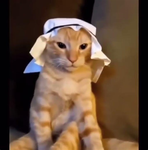 cat arabic meme