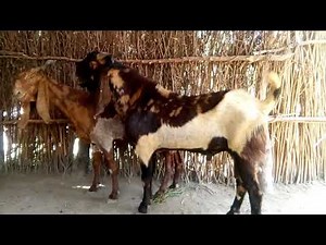 Big male Goat matting with female goat