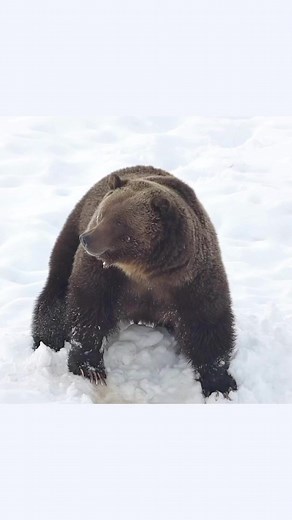 250K views · 3.9K reactions | Early spring in Yellowstone brings out the first grizzlies of the season, searching for a meal buried underneath several feet of snow. I filmed this one in March of 2020. #yellowstone #wildlifephotography #wildlife #nationalparks #grizzlybear | Trent Sizemore Photography | Facebook