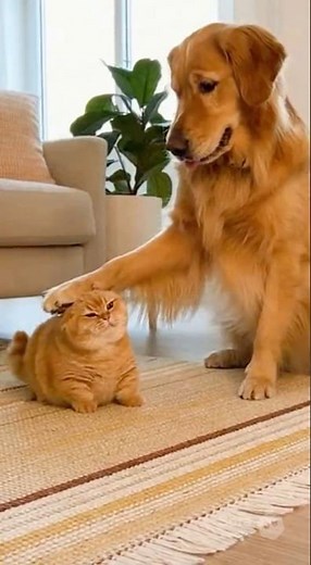 Why so grumpy today, kitty? 😂 #catcomedy #funny #cat #funnycat #pets #funnyanimal