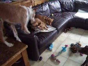 We have had a bit of a mix up with the pups and Yoda has now joined Mavis indoors and Melissa has gone off to foster...They are such gorgeous pups and Mavis is getting alot braver...They are ready for their 5 star homes now xx | Lozzas Lurcher Rescue