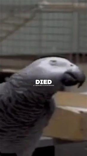 The Parrot That Asked an Existential Question Before Dying