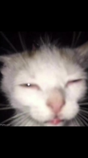 Scary Stories Compilation for Cat Lovers