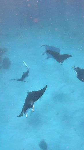17K views · 756 reactions | The last day of winter! ❄️流 My absolute favourite season on the reef with Manta Rays everywhere and Humpback Whales constantly serenading you  Post by Master Reef Guide Jacinta Shackleton www.instagram.com/jacintashackleton  Lady Elliot Island | Master Reef Guides | Facebook