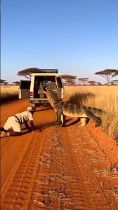 🐊 Terrifying Close Encounter with a Giant Monitor Lizard! 🚙🔥