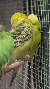 4.4K views · 1K reactions | The fluffenchops on these two  Two of...