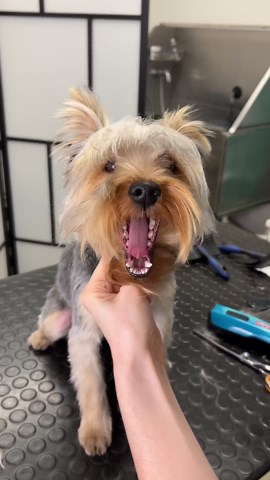 Yorkie puppy transformation!