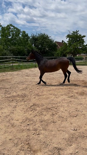 1.9K views · 88 reactions | Our arabian Mares in Liberty Training 殺殺 Do you make Liberty Training too? #libertyhorse #libertyhorsemanship #libertytraining #libertyhorsetraining #libertyhorses #libertyhorsemanshiptraining #horsetraining #pferdetraining #araberstute | Valentina Arabians | Facebook