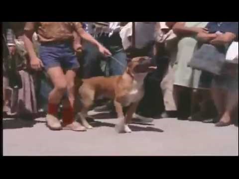 La Gran Aventura Juliancito Bravo