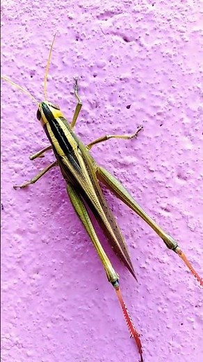Grasshopper video