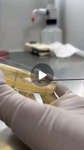 Angesh Yadav | Microbiologyupdate | | Bacillus subtilis is a Gram-positive, rod-shaped bacterium that forms heat-resistant spores. It is commonly found in the soil. It is... | Instagram