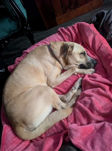 Barney is a silly, goofy and lovable young boy who is ready to meet his forever family.👨‍👩‍👧‍👧 He is playful, affectionate and loves to live life to the fullest! 🕺🤹‍♂️ There is never a dull moment with Barney around; he will either be doing something silly to make you laugh, bouncing around the yard, or trying to cuddle up as close as possible to you. 🧸 If you think Barney could complete your family, please check out his profile and contact us via his form below and one of our volunteers 