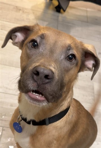 Understanding Your Dog's Unique Behaviors