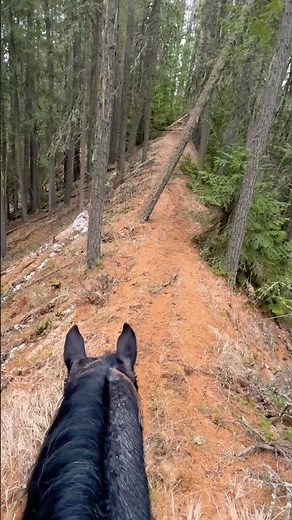 Riding a narrow mountain trail on horseback #horse #trailride #POV #ASMR #riding